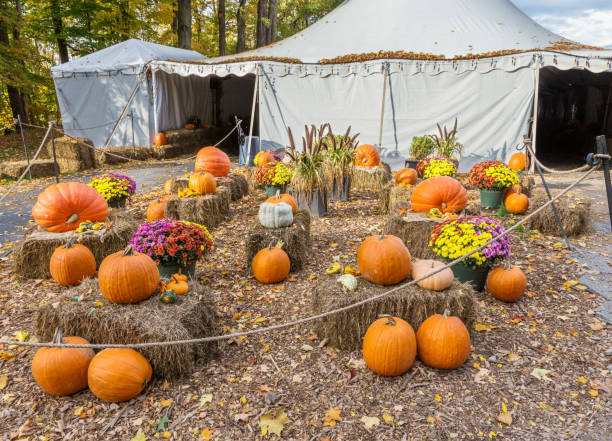 Pumpkin Patch Tent Layouts